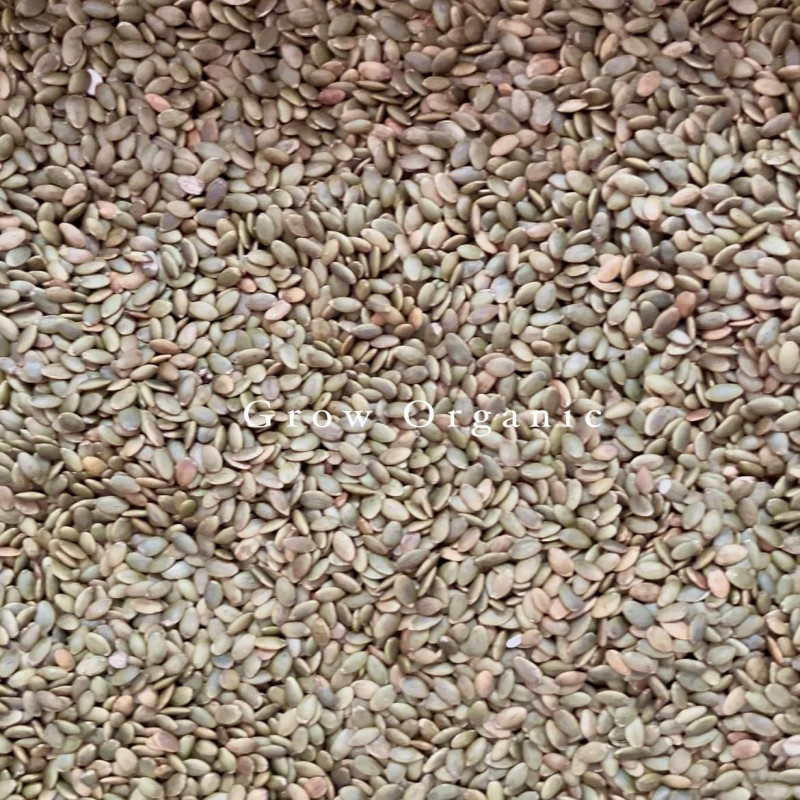 Roasted Pumpkin Seed(কুমড়া বীজ)